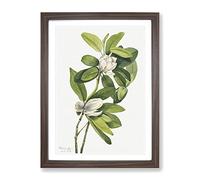 Swamp Magnolia Flowers By Mary Vaux Walcott Vintage Framed Print | A2 Walnut Framed Wall Art | Ready to Hang | Classic Floral Picture | Living Room Bedroom Lounge Office