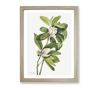 Swamp Magnolia Flowers By Mary Vaux Walcott Vintage Framed Print | A4 Oak Framed Wall Art | Ready to Hang | Classic Floral Picture | Living Room Bedroom Lounge Office