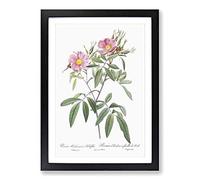 Swamp Rose in Pink by Pierre-Joseph Redoute Framed Print | A2 Black Framed Wall Art | Ready to Hang | Modern Floral Picture | Living Room Bedroom Lounge Office