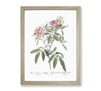 Swamp Rose In Pink By Pierre Joseph Redoute Vintage Framed Print | A2 Oak Framed Wall Art | Ready to Hang | Classic Floral Picture | Living Room Bedroom Lounge Office
