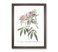 Swamp Rose In Pink By Pierre Joseph Redoute Vintage Framed Print | A4 Walnut Framed Wall Art | Ready to Hang | Classic Floral Picture | Living Room Bedroom Lounge Office