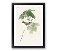 Swamp Sparrow by John James Audubon Framed Print | A2 Black Framed Wall Art | Ready to Hang | Modern Animal Picture | Living Room Bedroom Lounge Office