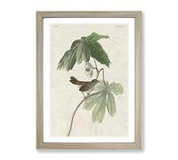 Swamp Sparrow By John James Audubon Vintage Framed Print | A4 Oak Framed Wall Art | Ready to Hang | Classic Animal Picture | Living Room Bedroom Lounge Office