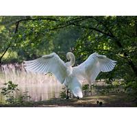 swan-8000-Piece Puzzle for Adults: Brain Challenge Puzzle 14 years+