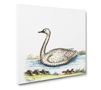 Swan by A.B. de Boodt Canvas Print | Gallery Wrapped 30mm Frame Wall Art | 14x14 inches | Ready to Hang | Retro Bird Picture | Living Room Bedroom Lounge Office