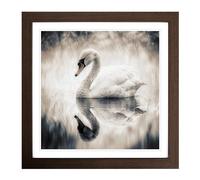 Swan Double Exposure No.1 Framed Print | 18x18 Inch Walnut Framed Wall Art | Ready to Hang | Modern Animal Picture | Living Room Bedroom Lounge Office