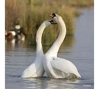 Swan Greeting Card with Sound. Photograph of Swans in Courtship Combined with Their Noise to Make a Totally Unique and Fun Greeting Card. Valentines Card with a Difference.