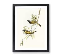Swan River Honeyeater Birds By Elizabeth Gould Vintage Framed Print | A3 Black Framed Wall Art | Ready to Hang | Classic Animal Picture | Living Room Bedroom Lounge Office