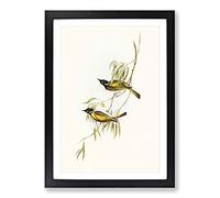 Swan River Honeyeaters by Elizabeth Gould Framed Print | A2 Black Framed Wall Art | Ready to Hang | Modern Animal Picture | Living Room Bedroom Lounge Office
