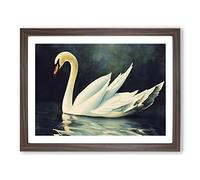 Swan Watercolour Vol.4 BLK Framed Print | A4 Walnut Framed Wall Art | Ready to Hang | Modern Animal Picture | Living Room Bedroom Lounge Office