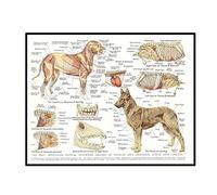 Swarouskll Muscles & Organs Of The Dog Animal Anatomy Pathology Wall Art Poster Canvas Painting Home Decor -20x28 Inch No Frame 1 PCS