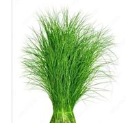 Swathi Fresh Arugampul Bermuda Grass Edible Green Grass for Juicing, Puja and Daily Use 50g
