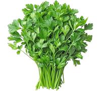 Swathi Fresh Coriander Leaf - 2 Bunches Green Dhaniya Patta Aromatic Cilantro Bunch Farm Fresh Organic Coriander Leaves