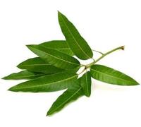 Swathi Fresh Mango Leaves 10pcs Green Mango Leaf Ideal for Traditional Indian Rituals and Home Decoration Fresh, Green, and Organic Leaves