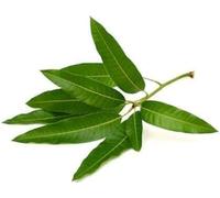 Swathi Fresh Mango Leaves 20pcs Green Mango Leaf Ideal for Traditional Indian Rituals and Home Decoration Fresh, Green, and Organic Leaves