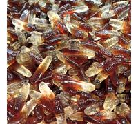 Swedisweets Cola Crazy Worms Swedish Candy | Fizzy Cola Gummy Worms | Sweet & Sour Chewy Scandinavian Retro Party Sweets 16 oz - 1 lbs - 454g