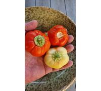 Sweet Apple Kambe Sweet Pepper Seeds - 10 Fresh Seeds