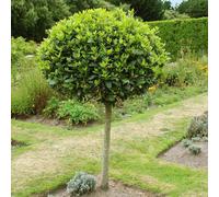Sweet Bay Tree Standard evergreen Lollipop Tree 70-80cm tall