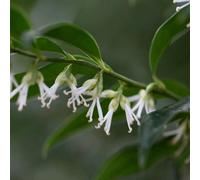 Sweet Box Outdoor Shrub Plant Sarcococca Confusa Garden Tree Bush 2L Pot Plant Theory Green One Size