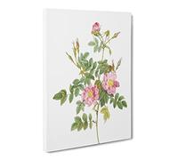 Sweet Briar Roses In Pink By Pierre Joseph Redoute Canvas Print | Gallery Wrapped 30mm Frame Wall Art | 20x14 inches | Ready to Hang | Retro Floral Picture | Living Room Bedroom Lounge Office