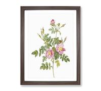 Sweet Briar Roses In Pink By Pierre Joseph Redoute Vintage Framed Wall Art Print, Ready to Hang Picture for Living Room Bedroom Home Office Décor, Walnut A4 (34 x 25 cm)