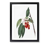 Sweet Cherry Tree by Giorgio Gallesio Framed Print | A2 Black Framed Wall Art | Ready to Hang | Modern Floral Picture | Living Room Bedroom Lounge Office