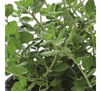 Sweet Marjoram 'Venezia' 9cm Plant x 2. Culinary spicy herb. Available from Bedwen Plants.