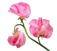 Sweet Pea Bath Drops - Give Your Bath an Amazing Smell! - 30ml Bottle - Concentrated so only a Few Drops Needed