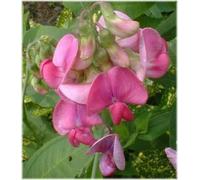 Sweet Pea Flower Essence 30ml Dosage Prepared from FES Stock Essences.