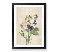 Sweet Pea Flowers by Pierre-Joseph Redoute Framed Print | A2 Black Framed Wall Art | Ready to Hang | Modern Floral Picture | Living Room Bedroom Lounge Office