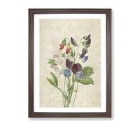 Sweet Pea Flowers By Pierre Joseph Redoute Vintage Framed Print | A3 Walnut Framed Wall Art | Ready to Hang | Classic Floral Picture | Living Room Bedroom Lounge Office