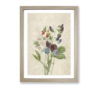 Sweet Pea Flowers By Pierre Joseph Redoute Vintage Framed Print | A4 Oak Framed Wall Art | Ready to Hang | Classic Floral Picture | Living Room Bedroom Lounge Office