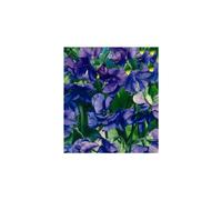 Sweet Pea Royal Blue - Fragrant Climbing Flower Seeds