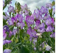 Sweet Pea Streamer Lavender Seeds - Giant Ruffled Bicolour Flowers Ideal For Vases And Cottage Gardens 1 Packet Thompson & Morgan