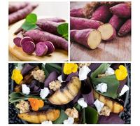Sweet Potato Mixed Collection - 12 x Jumbo Plugs | Grow Orange, Purple & White Sweet Potatoes | Delicious & Nutritious Harvest | Thompson & Morgan