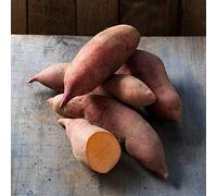 Sweet Potato 'Vineland Early Orange'. 9cm Plant x 2. Tasty root vegetable. High yields, early crops. Available from Bedwen Plants