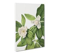 Sweetbay Flowers By Mary Vaux Walcott Canvas Print | Gallery Wrapped 30mm Frame Wall Art | 30x20 inches | Ready to Hang | Retro Floral Picture | Living Room Bedroom Lounge Office