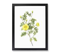 Sweetbriar Rose In Yellow By Pierre Joseph Redoute Vintage Framed Wall Art Print, Ready to Hang Picture for Living Room Bedroom Home Office Décor, Black A4 (34 x 25 cm)