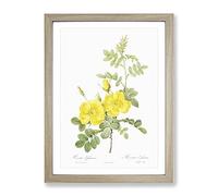Sweetbriar Roses In Yellow By Pierre Joseph Redoute Vintage Framed Print | A4 Oak Framed Wall Art | Ready to Hang | Classic Nature Picture | Living Room Bedroom Lounge Office