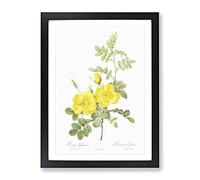 Sweetbriar Roses In Yellow By Pierre Joseph Redoute Vintage Framed Wall Art Print, Ready to Hang Picture for Living Room Bedroom Home Office Décor, Black A3 (34 x 46 cm)