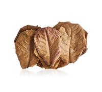 Swell Dried Indian Almond Catappa Leaves Small 10 Pack