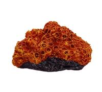 Swell Orange Resin Brain Coral