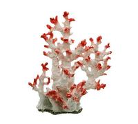 Swell Pink And White Coral Tree