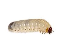 Swell Reptile Livefood Pachnoda Fruit Beetle Grubs 20-35mm - Approx. Qty 10