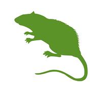 Swell Reptiles 5 Pack of 100g Frozen Rats Small Adults. Outstanding Snake Food