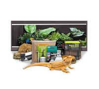 Swell Reptiles Bearded Dragon Juvenile Starter Kit (Black)