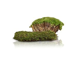 Swell Reptiles Carpet Live Natural Moss Single Pack. For Terrariums And Vivariums