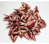 Swell Reptiles Coleus Vine 190cm