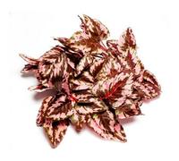 Swell Reptiles Coleus Vine 190Cm