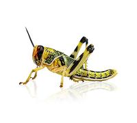 Swell Reptiles Extra-Large Live Locust for Reptiles 35mm-50mm. 15-16 Super-Pack of Locusts to Serve as Live Food